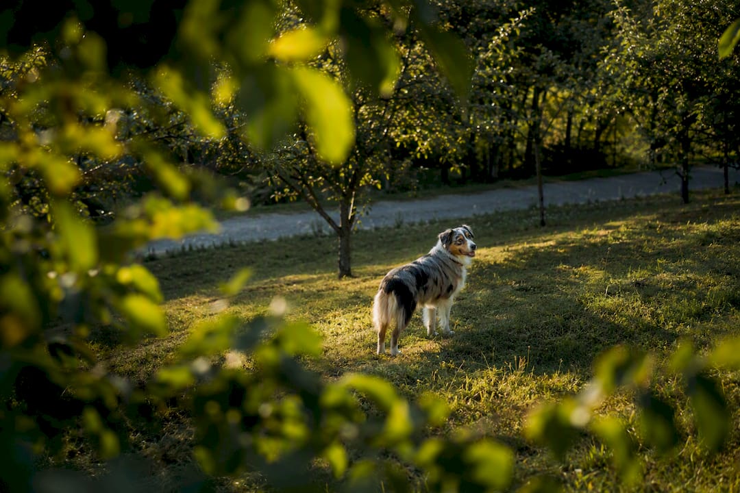 Dog near a wireless safety boundary