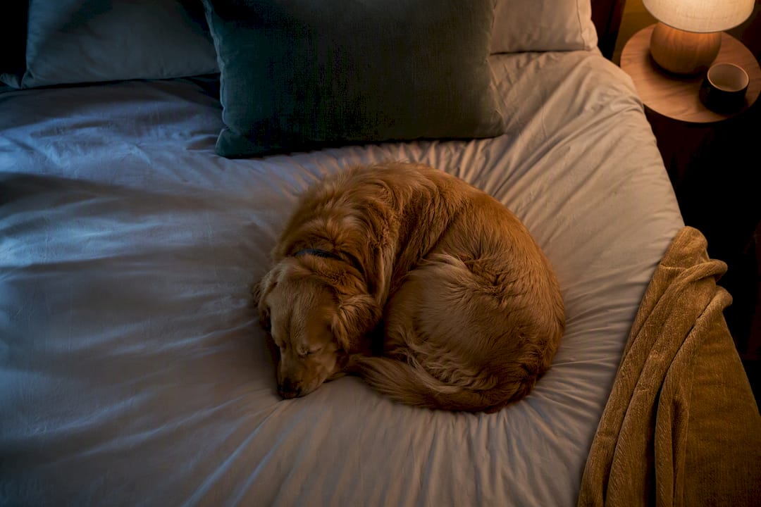Dog sleeping peacefully during overnight tracking